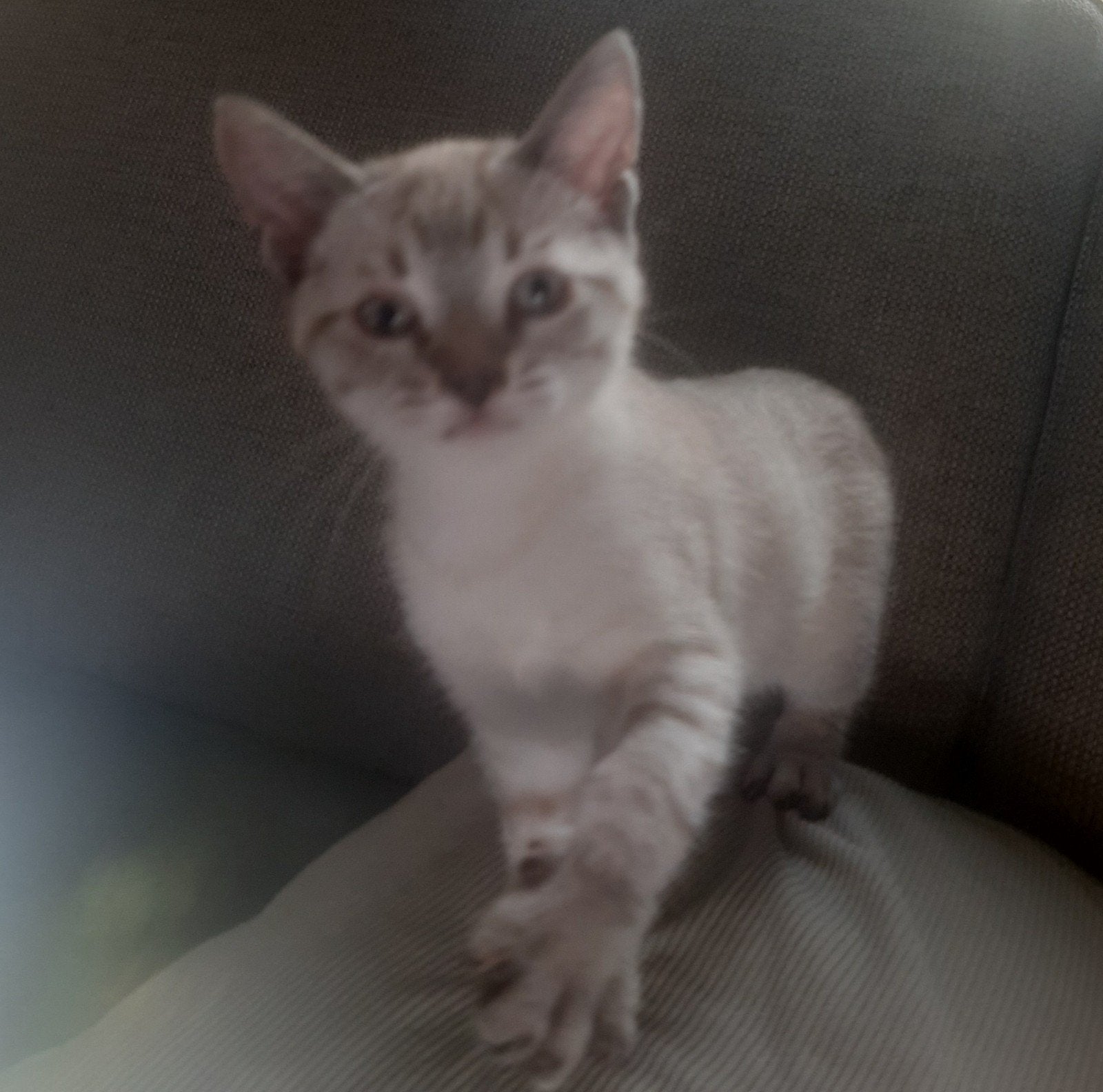 1 katertje, Kater, Ontwormd, 0 tot 2 jaar