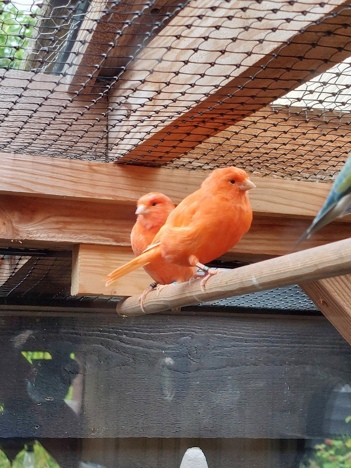 Kanarie Rood Man, Mannelijk, Kleurkanarie