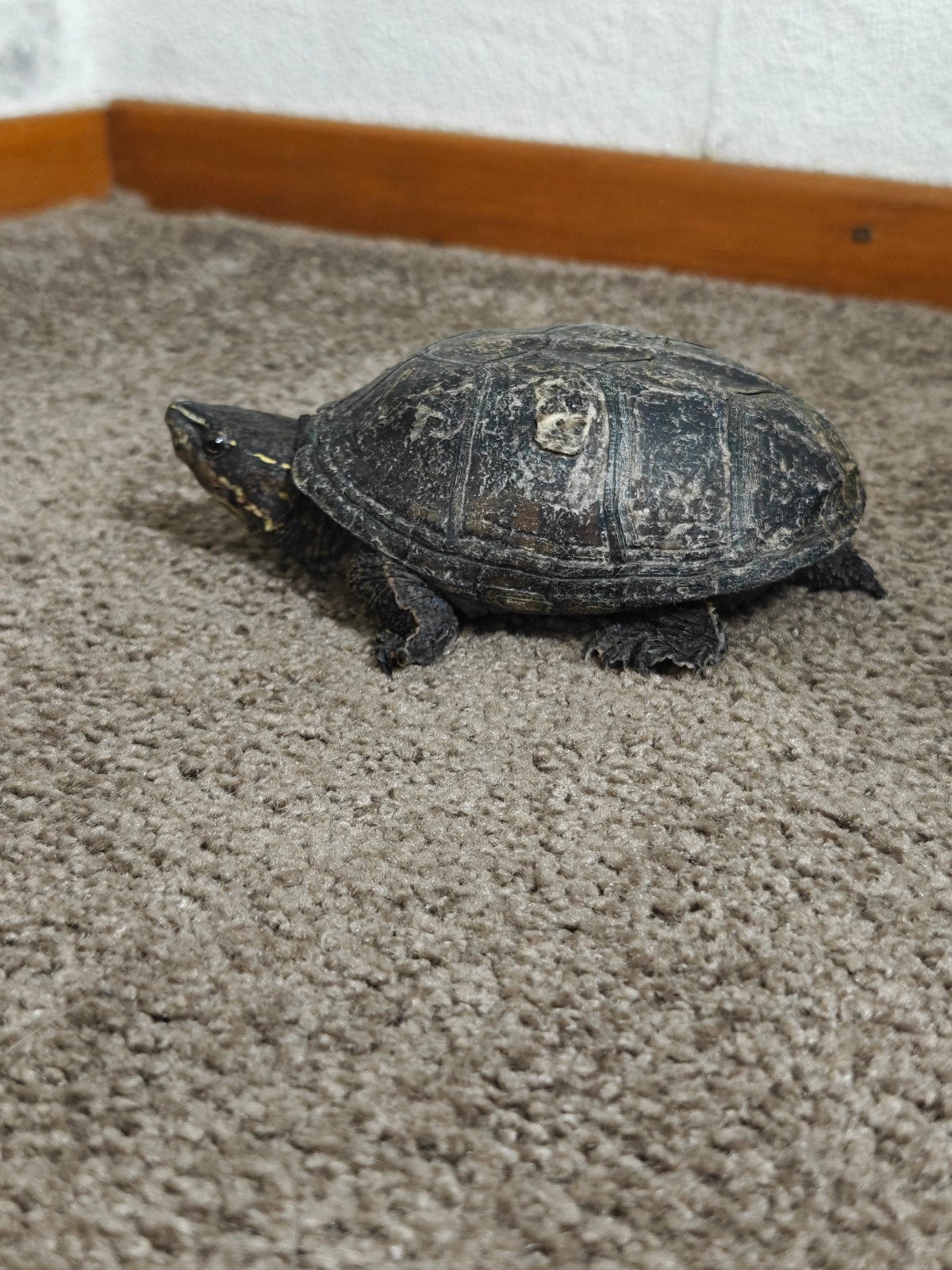Mannelijke muskus Schildpad, Schildpad