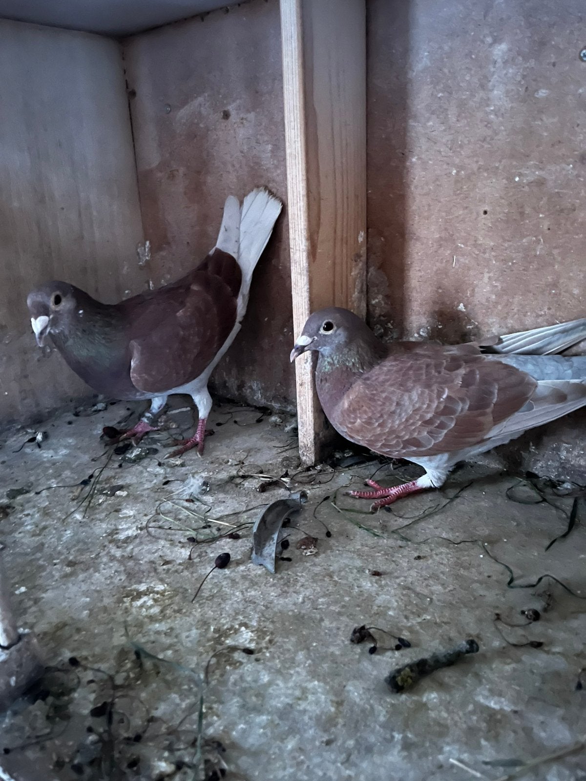 Mooi koppel, Meerdere dieren, Overige soorten