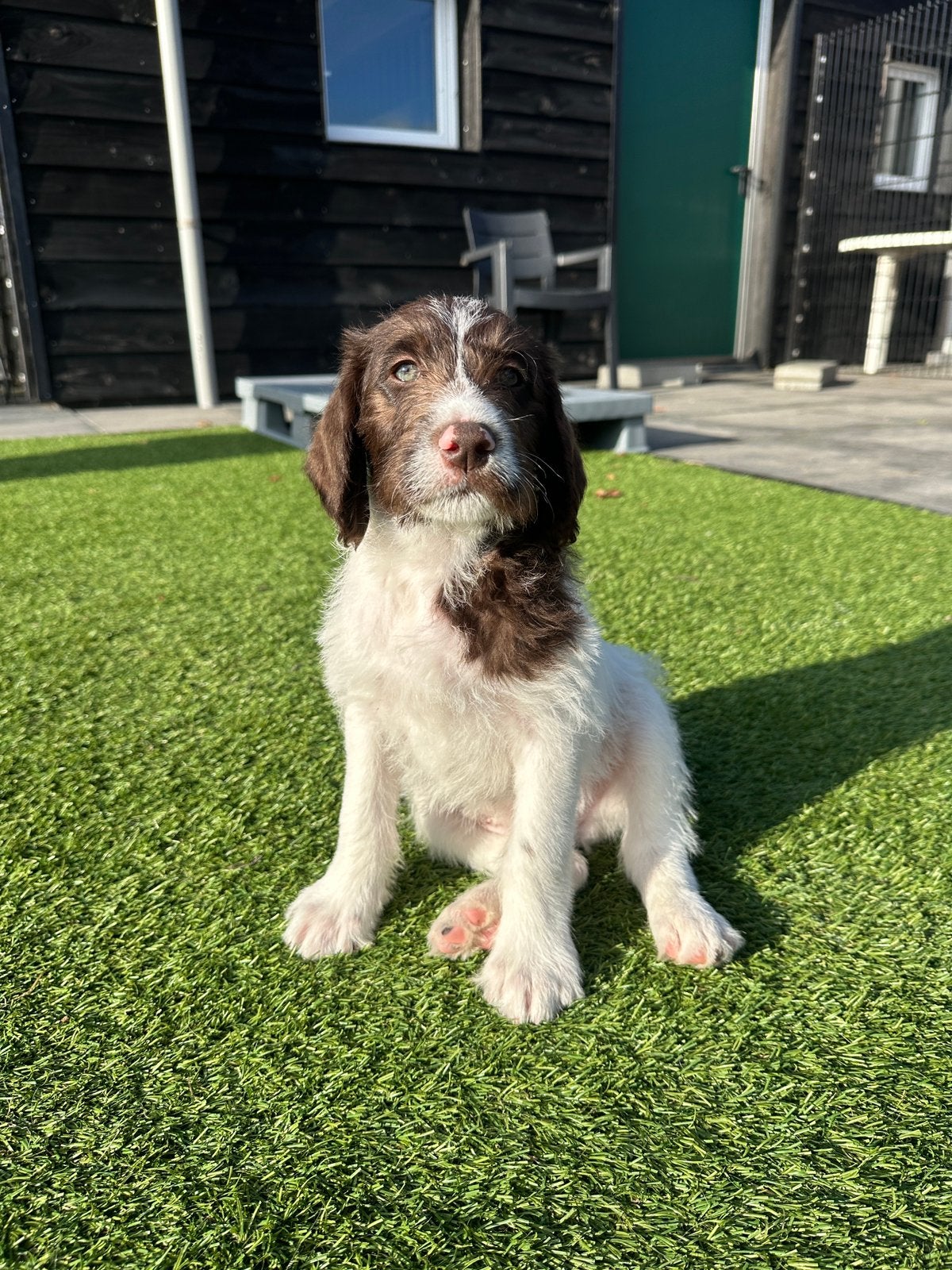 Duitse Stadoodle F2 reu Bram - Kruising labradoodle, Reu, CDV (hondenziekte), 8 tot 15 weken, Eén hond
