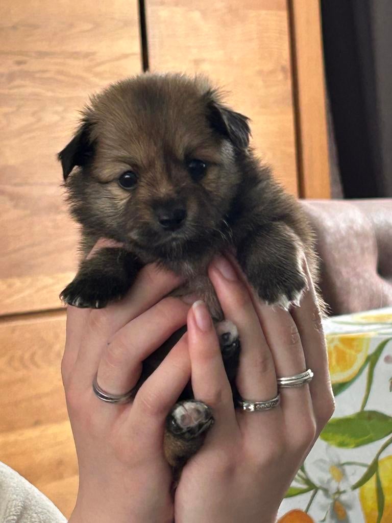 Pomchi pomeriaan pups, Parvo, Overige rassen, 8 tot 15 weken, Meerdere