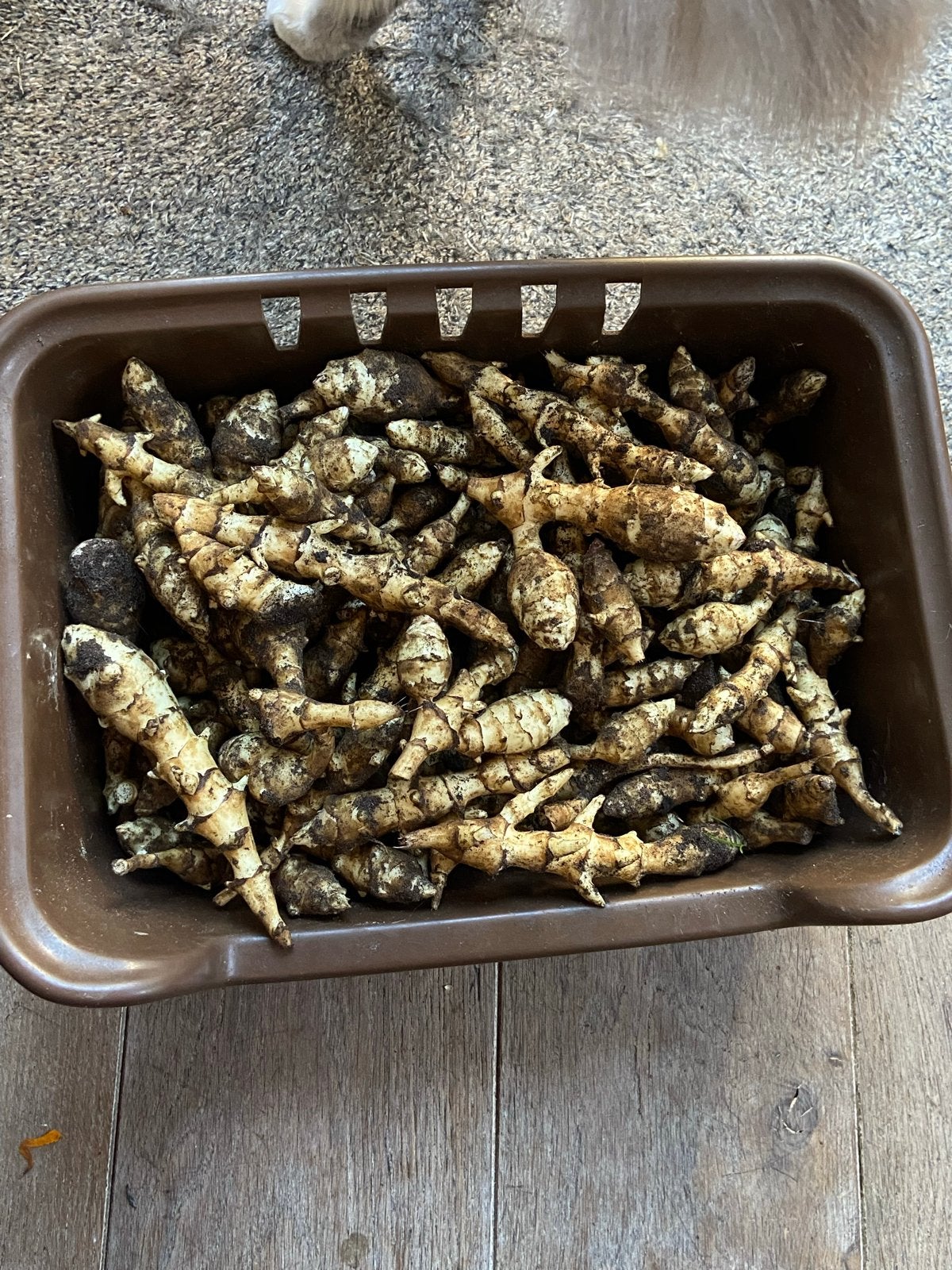 Biologische aardperen uit eigen tuin, Ophalen of Verzenden, Voorjaar, Volle zon, Knol