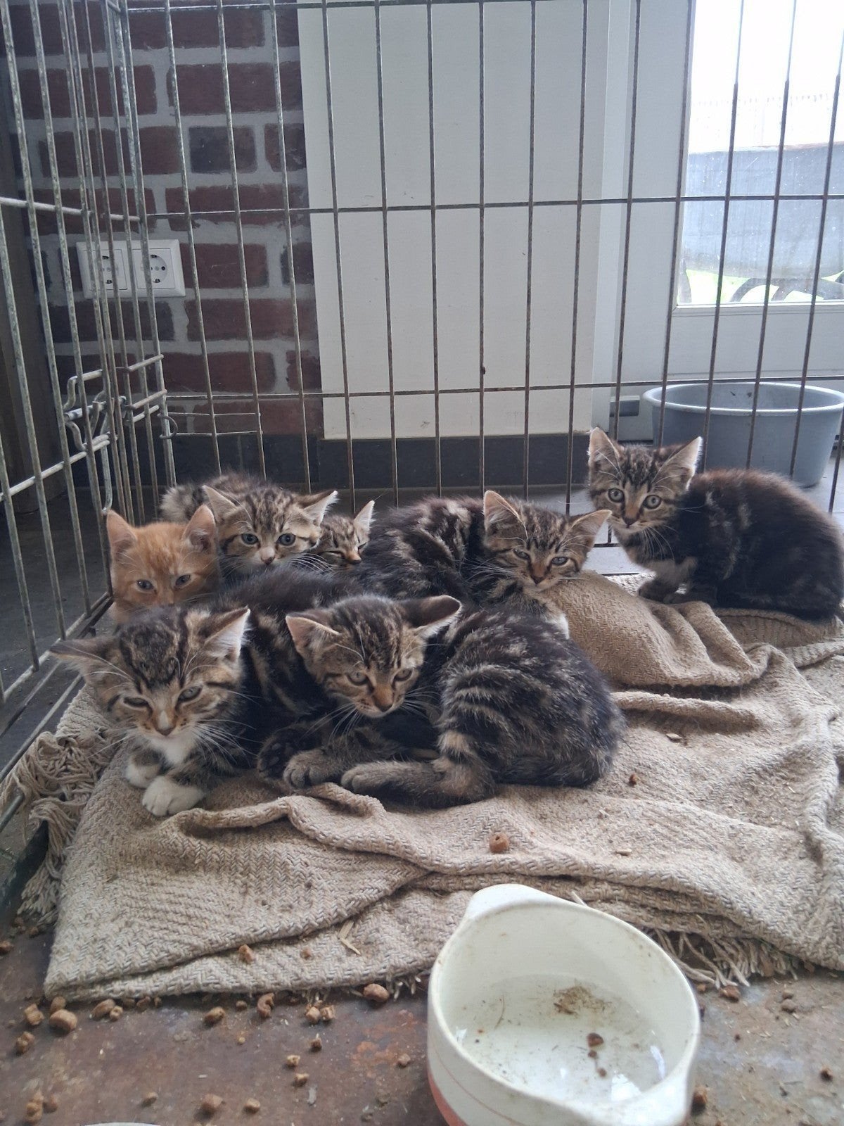 kittens, Dieren en Toebehoren