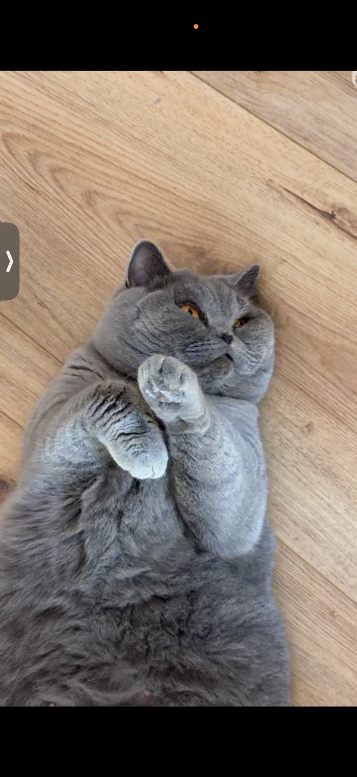 100% britse korthaar kittens., Dieren en Toebehoren