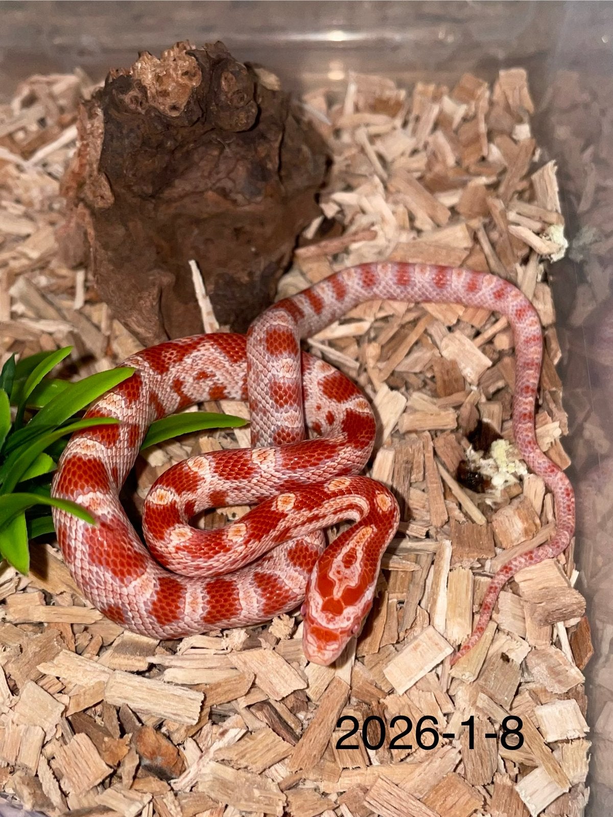 Jonge Rattenslangen div morphs Rat Snake photo 8