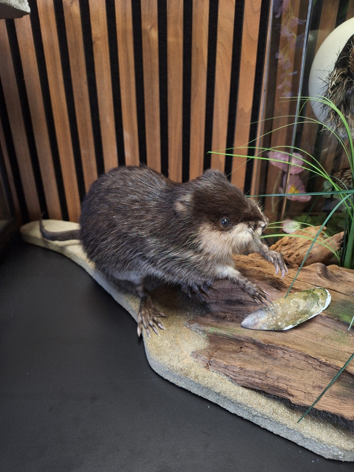 Muskusrat donker recent geprepareerd, Ophalen, Zo goed als nieuw, Overige soorten, Opgezet dier