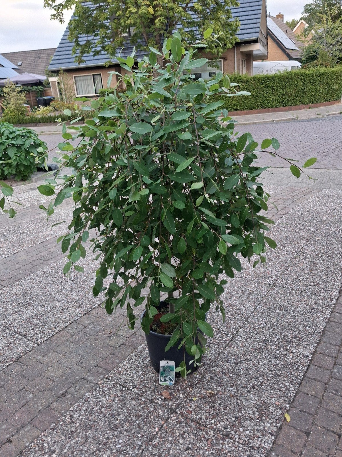 Salix boompje, Ophalen, 100 tot 250 cm