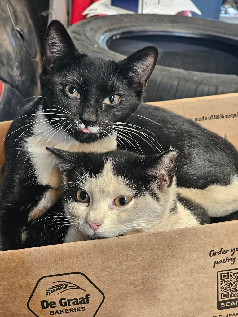 2 Kittens, Dieren en Toebehoren, Geslacht onbekend, 0 tot 2 jaar