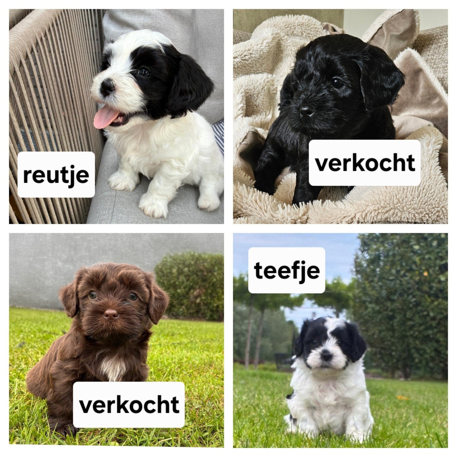 Mini Labradoodle x Boomer pups, Parvo, Overige rassen, 8 tot 15 weken, Geslacht onbekend