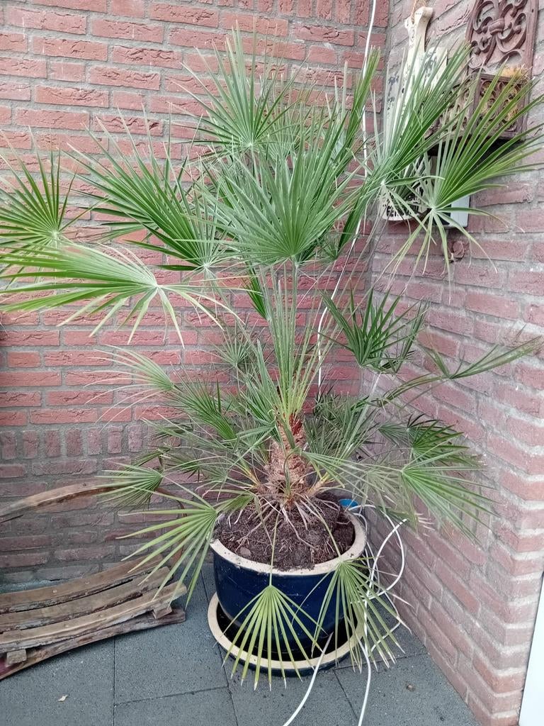 Palm, Ophalen of Verzenden, Bloeit niet, Overige soorten, Volle zon