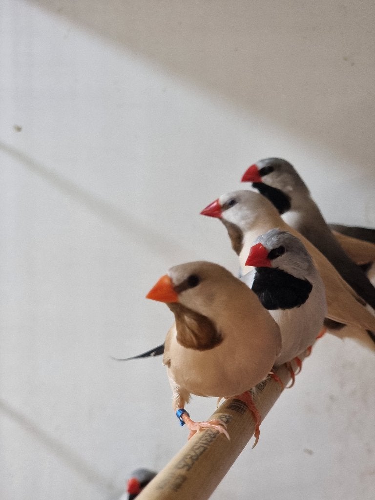 Spitsstaartamadine | Mooie vogels | Passend advies, Dieren en Toebehoren, Vogels | Overige Vogels, Meerdere dieren, Tropenvogel