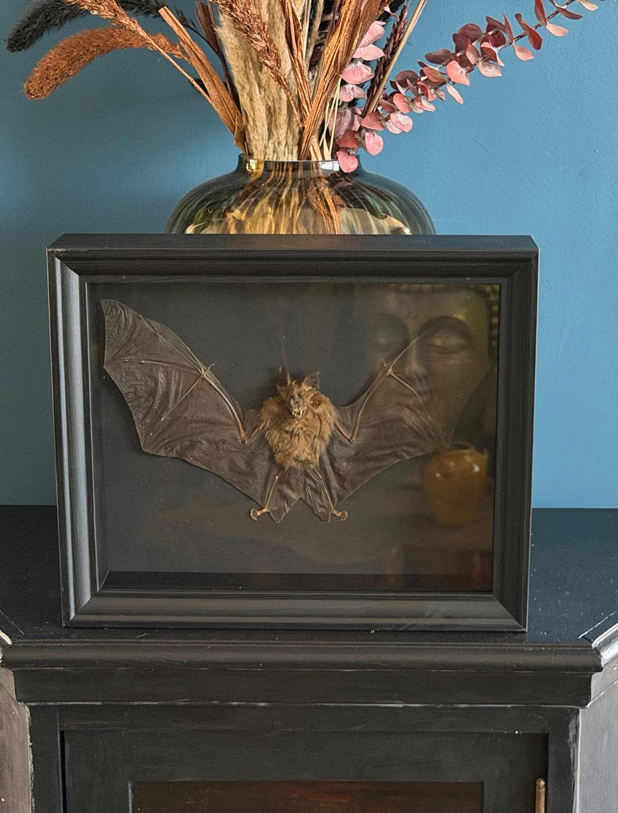 Geprepareerde grote  vleermuis  in een 3d lijst, Verzamelen, Ophalen of Verzenden, Insect, Opgezet dier