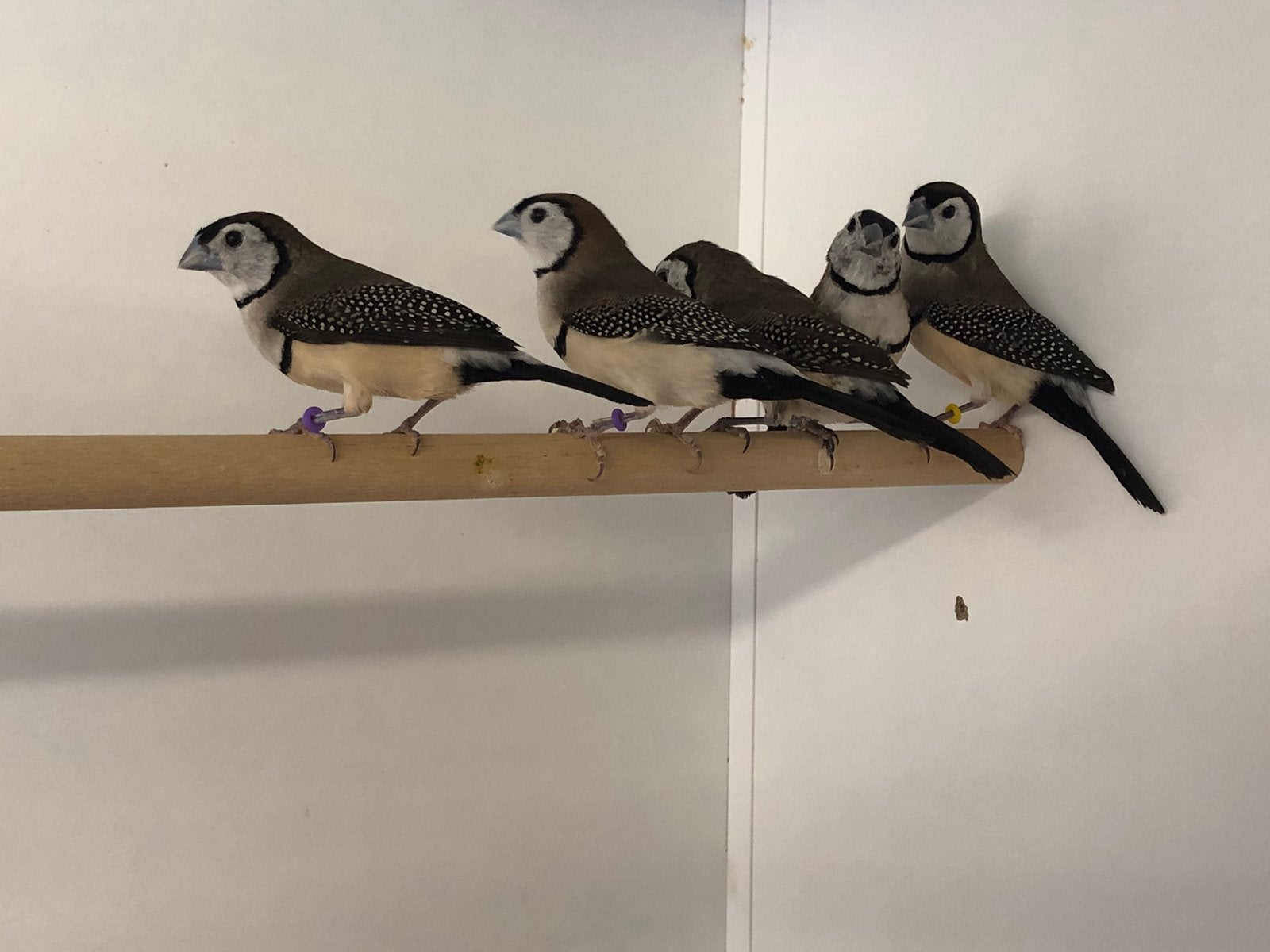 Bichenowastrilde, Dieren en Toebehoren