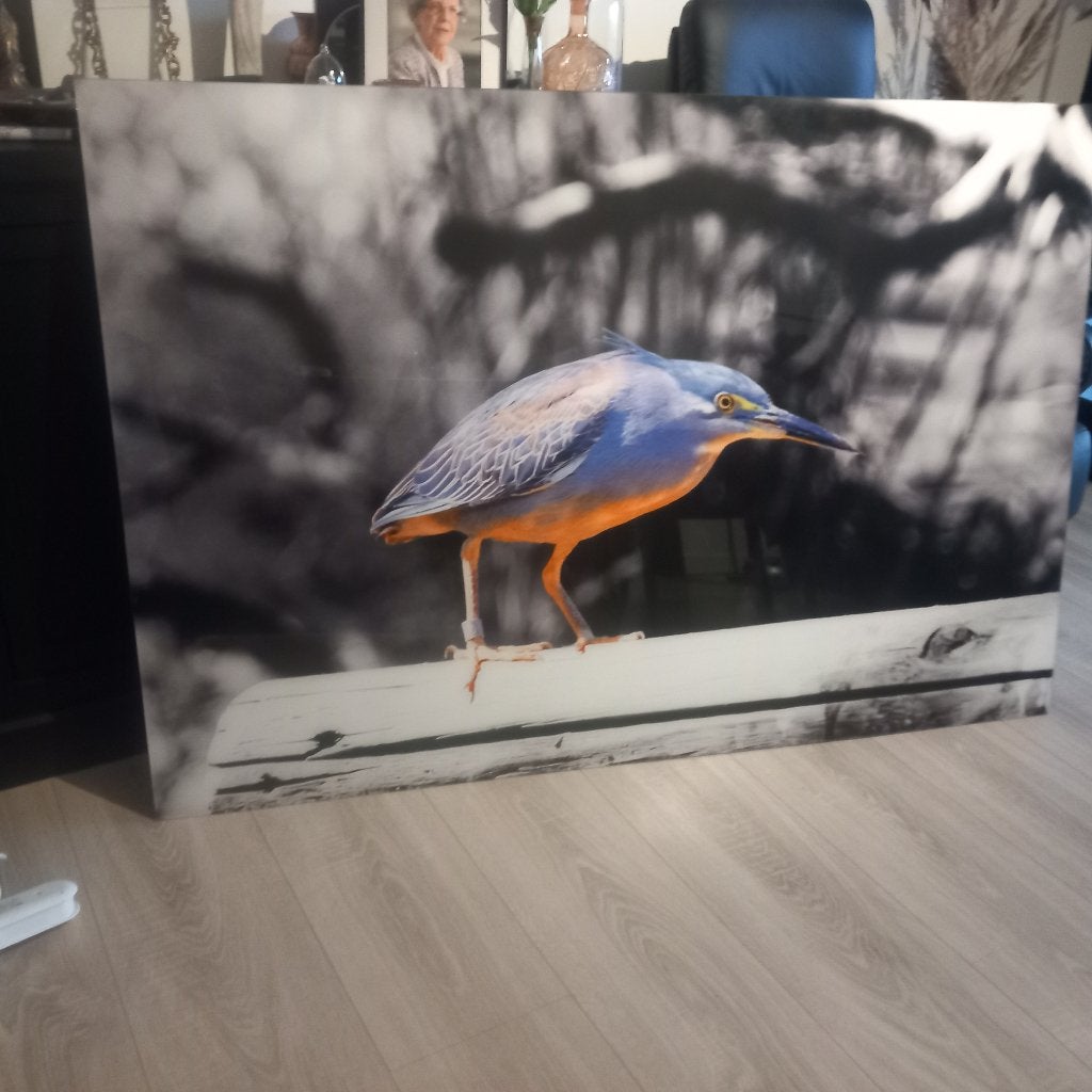 poster op kunststof plaat Mangrove Reiger, Verzamelen, Ophalen, Deurposter of groter, Rechthoekig Liggend, Zo goed als nieuw