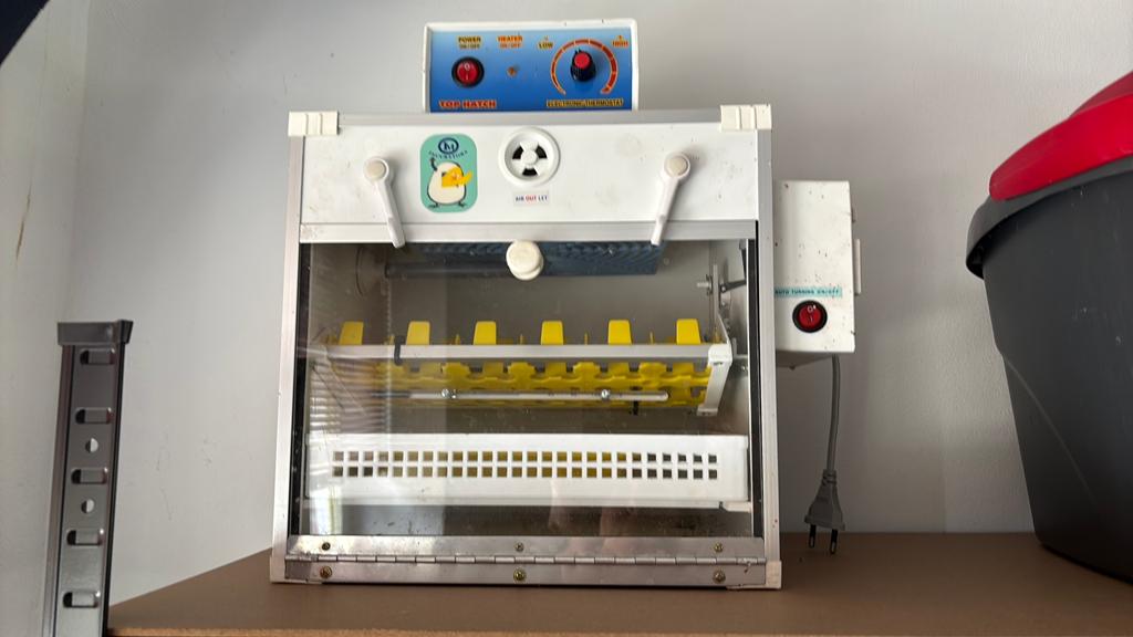 Eieren broedmachine, Geslacht onbekend, Kip