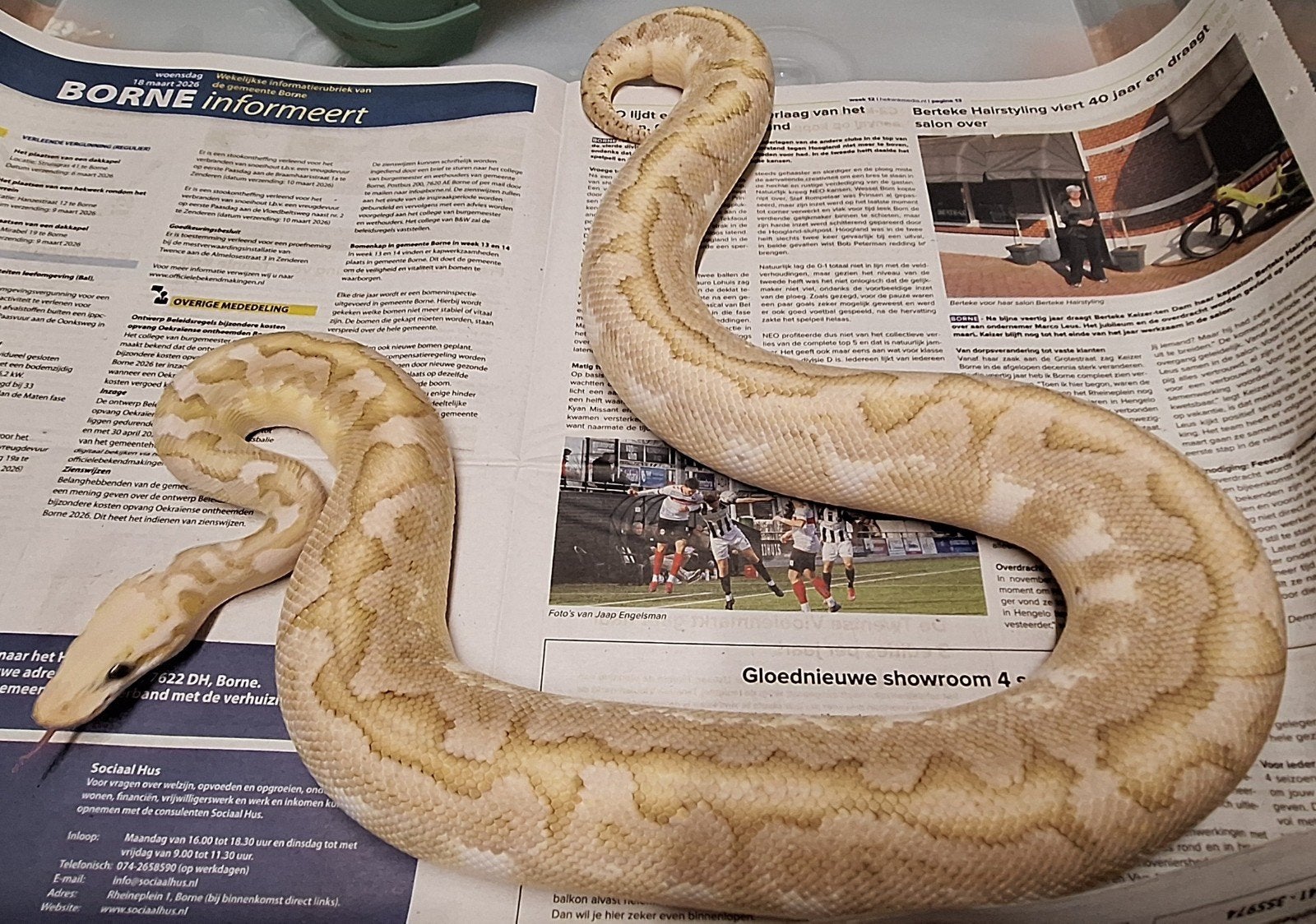 Bamboo spotnose pastel 100%het clown Ball Python photo 4