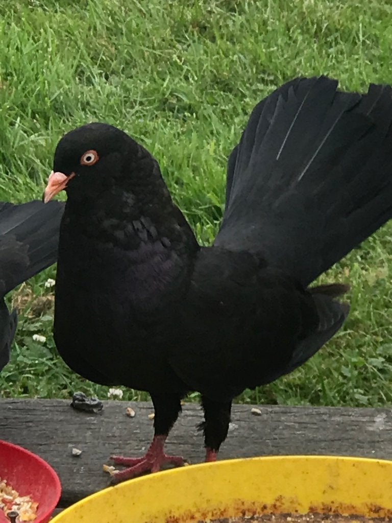 Doffer oosterse roller tuimelaar duif €5, Mannelijk, Tuimelaar of Roller