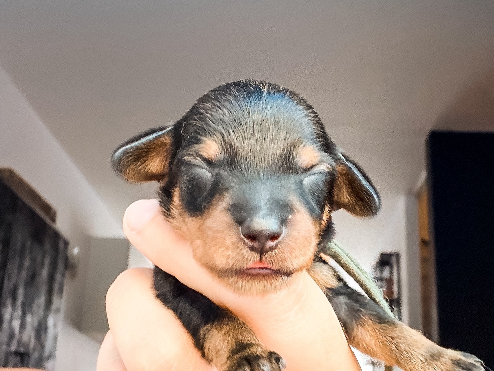 Schattige ruwharige teckel pups (kaninchen/dwerg), Dieren en Toebehoren, Honden | Teckels en Dashonden, Kaninchen, 8 tot 15 weken