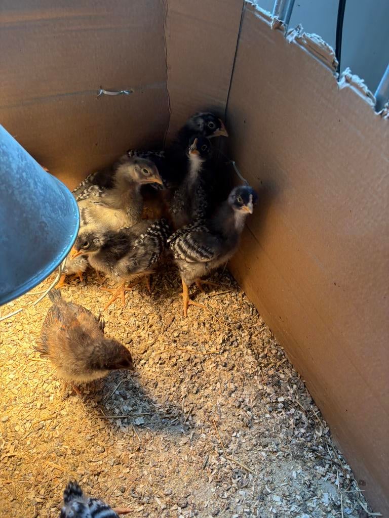 Jonge amrock hanen, Dieren en Toebehoren, Mannelijk, Kip