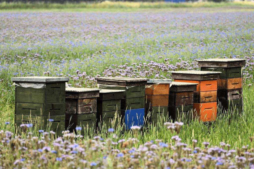 Gezocht inscharen Bijenkasten., Dieren en Toebehoren, Bijen