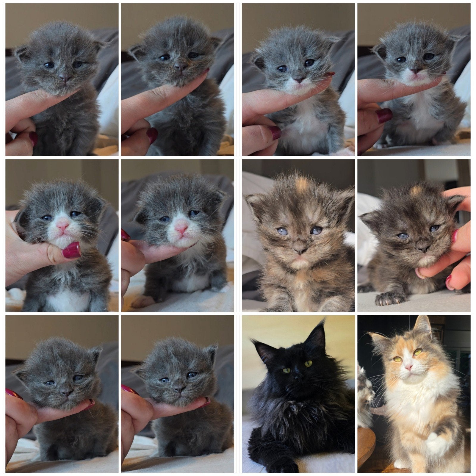 Maine coon kittens, Meerdere dieren