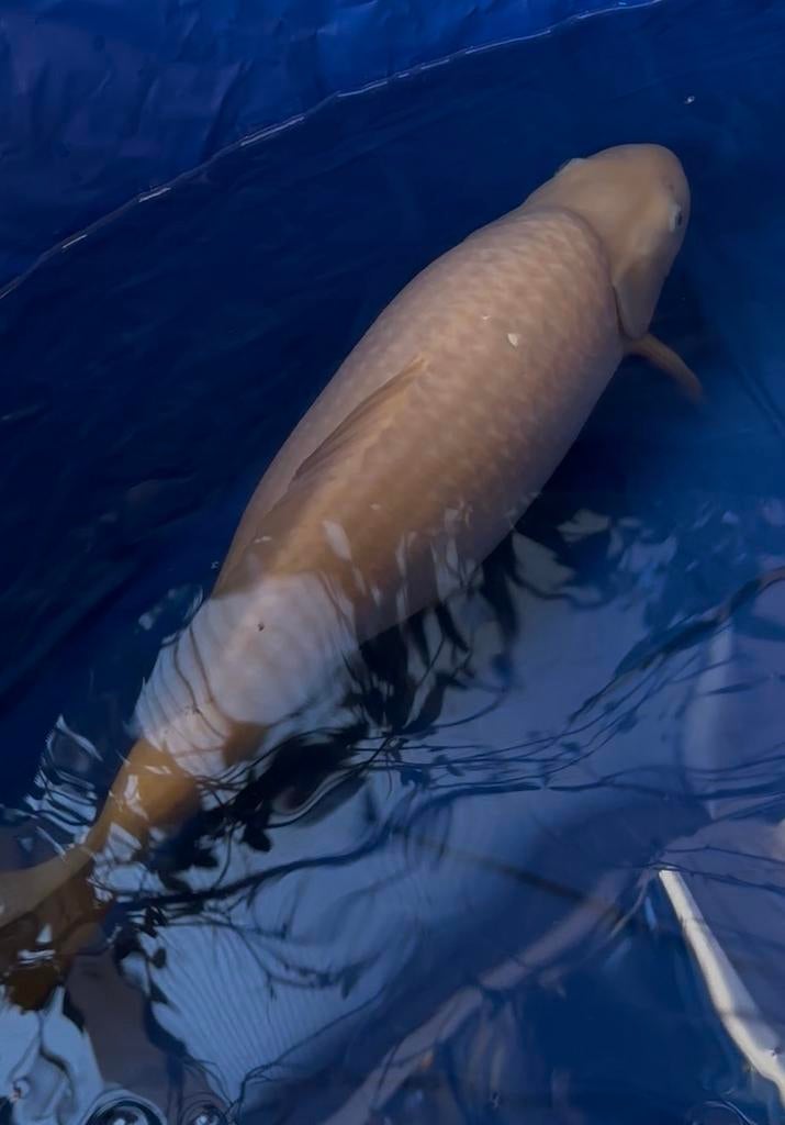 Female chagoi, Karper of Koi