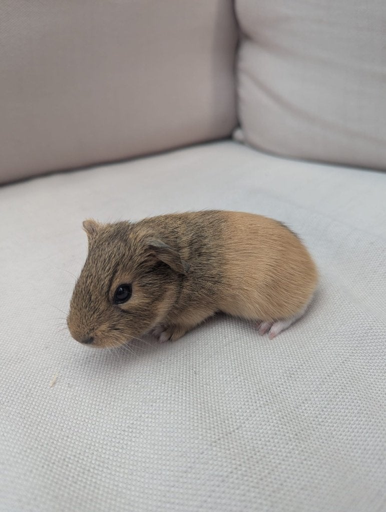 cavia baby beertje 3, Dieren en Toebehoren, Knaagdieren, Cavia, Juni, Mannelijk, Tam