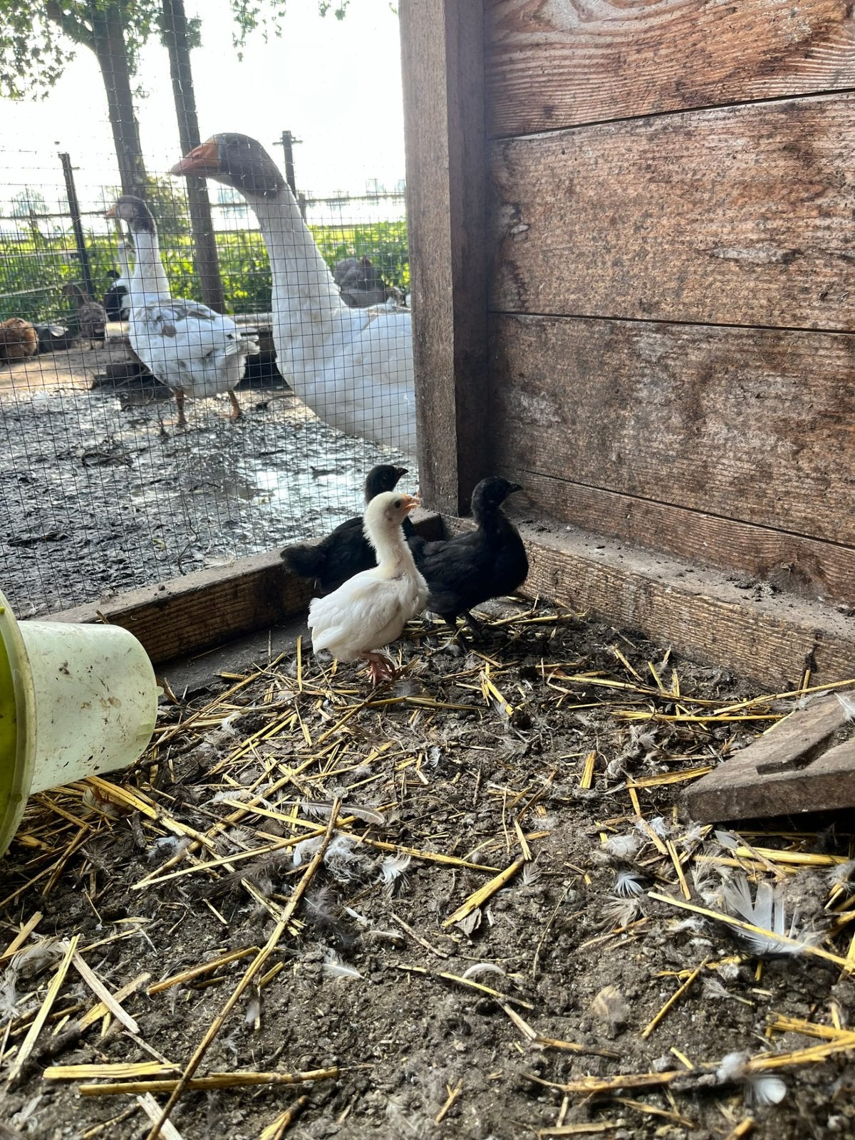 Kruising Wyandotte - australorp 3 hennen, Dieren en Toebehoren, Vrouwelijk, Kip