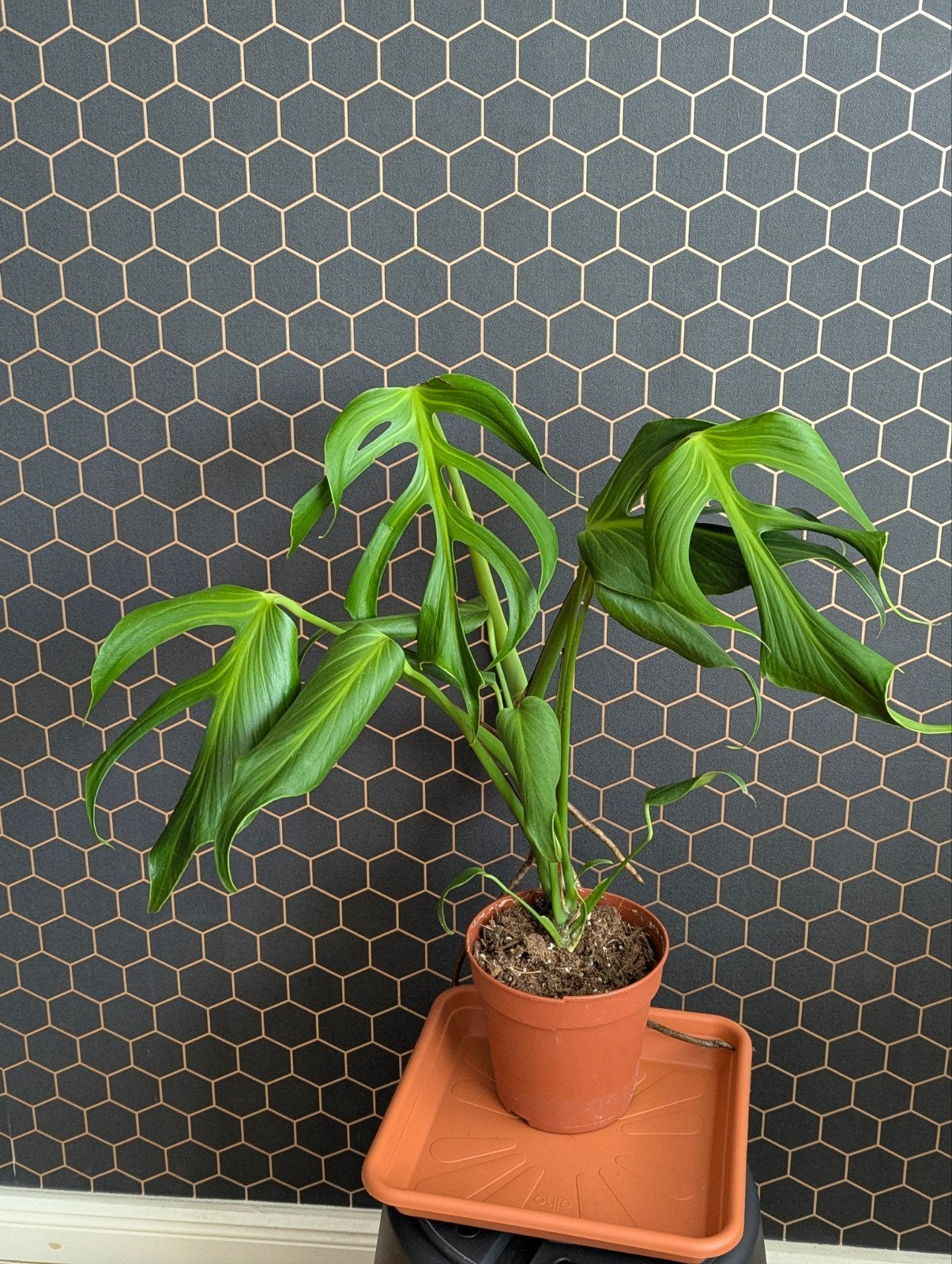 Monstera Burle Marx Flame - Zeldzame plant, Huis en Inrichting, Ophalen of Verzenden