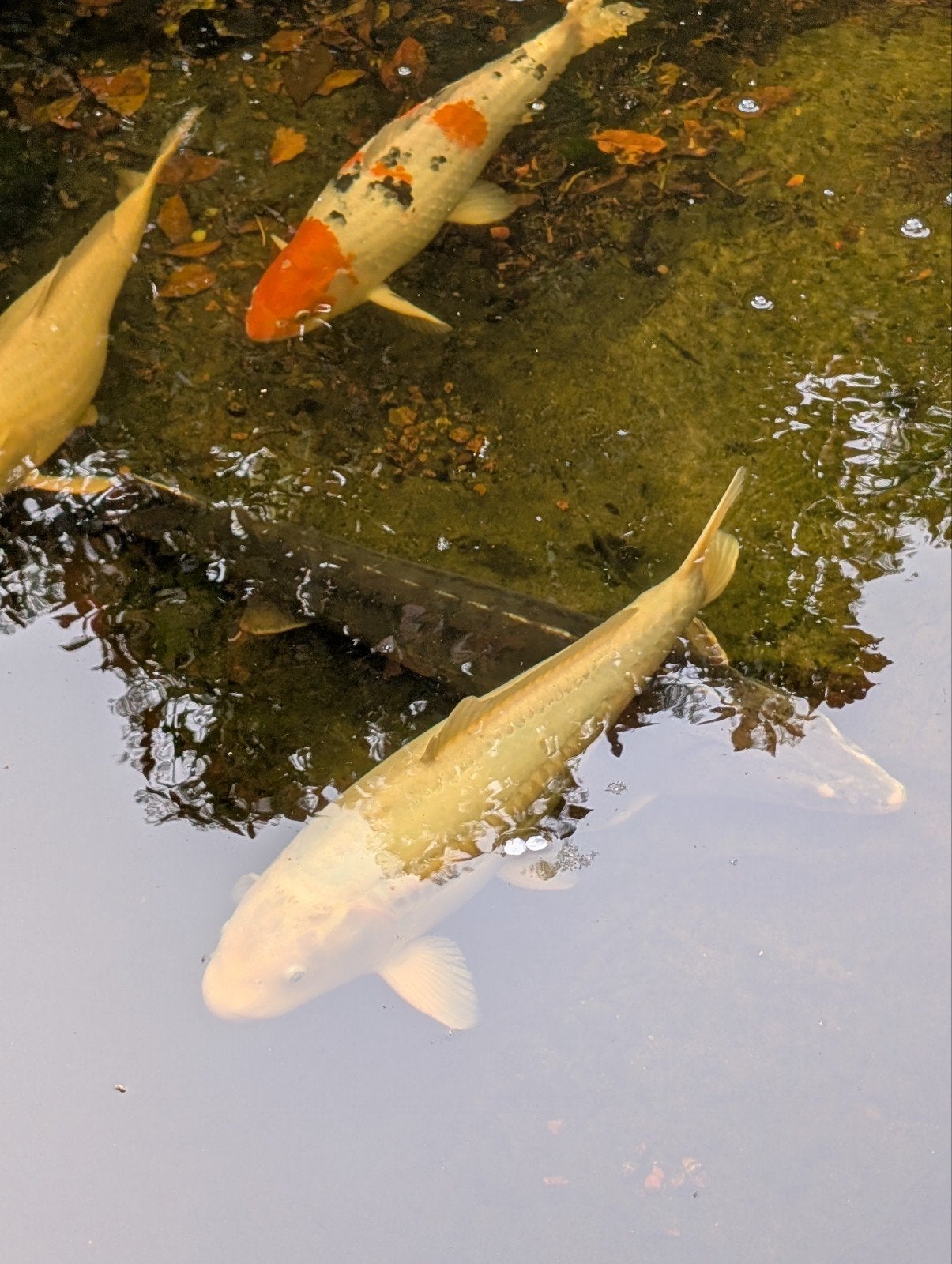 3 Karpers en 1 Steur, Dieren en Toebehoren, Karper of Koi