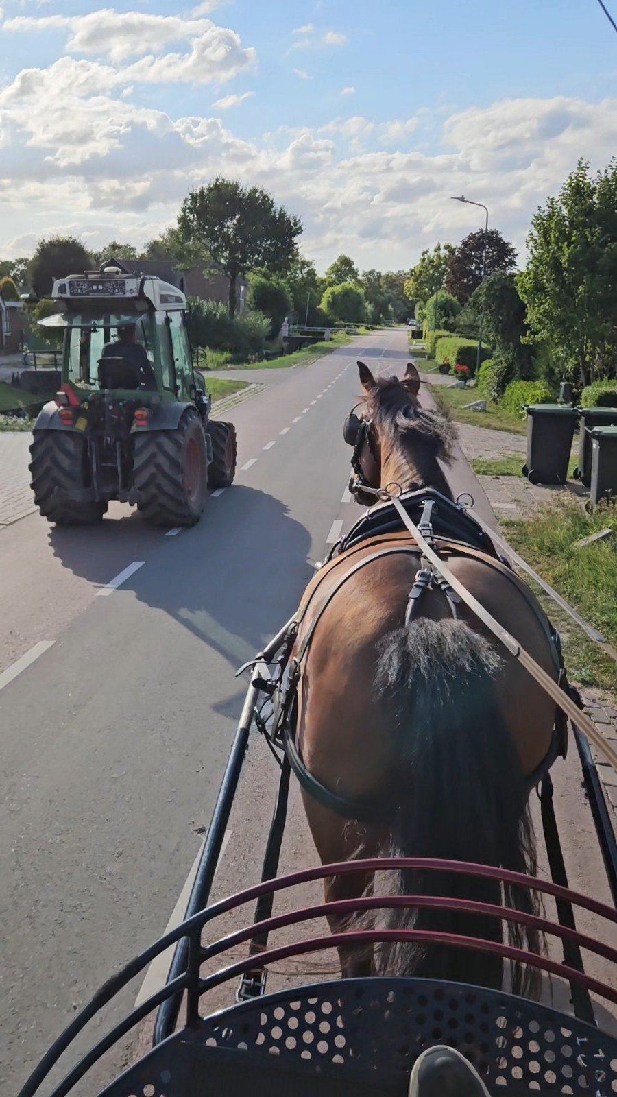 Freiberger merrie 9 jaar 153 allround, Merrie, Minder dan 160 cm, 7 tot 10 jaar
