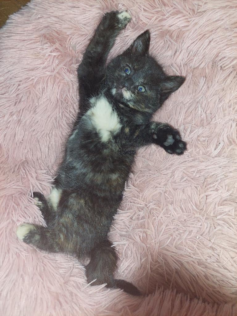 Het laatste kitten — een poesje (half Noorse Boskat), Poes, Ontwormd, 0 tot 2 jaar