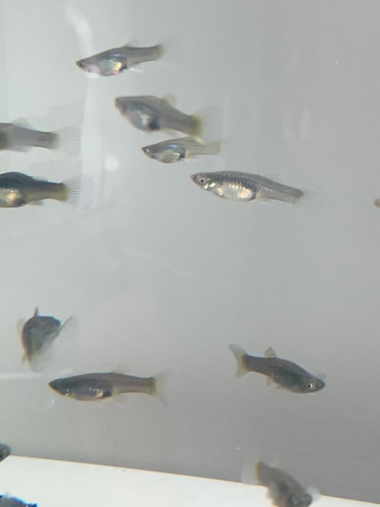 Endler guppy’s vrouwen, Vis