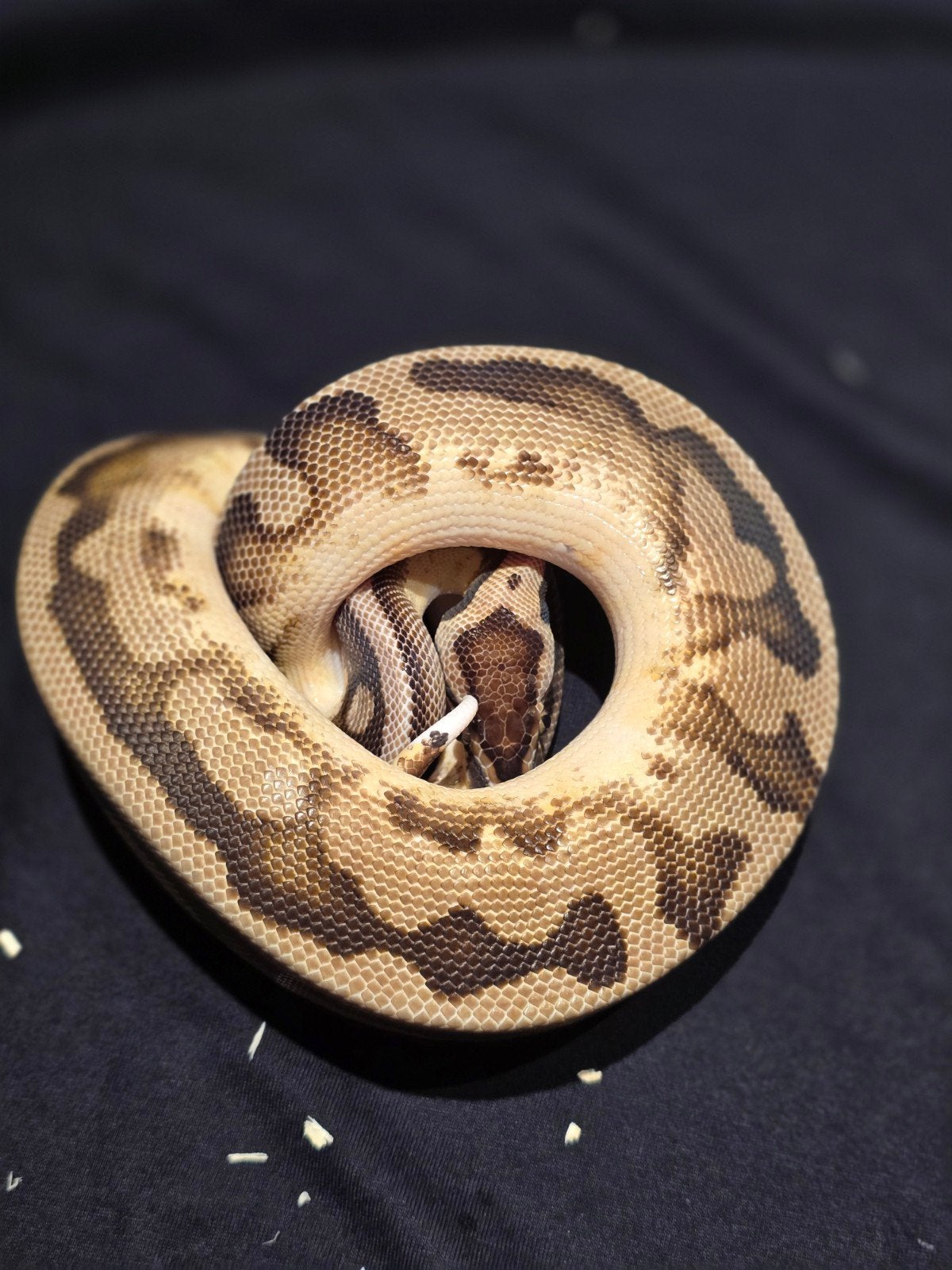 1.0 pastel pied het dg Ball Python - male for sale from martijn