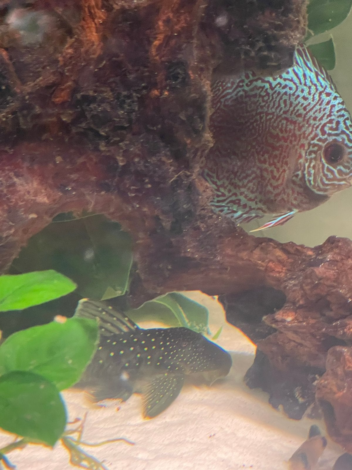 Blue Phantom Pleco, Dieren en Toebehoren, Vissen | Aquariumvissen, Vis