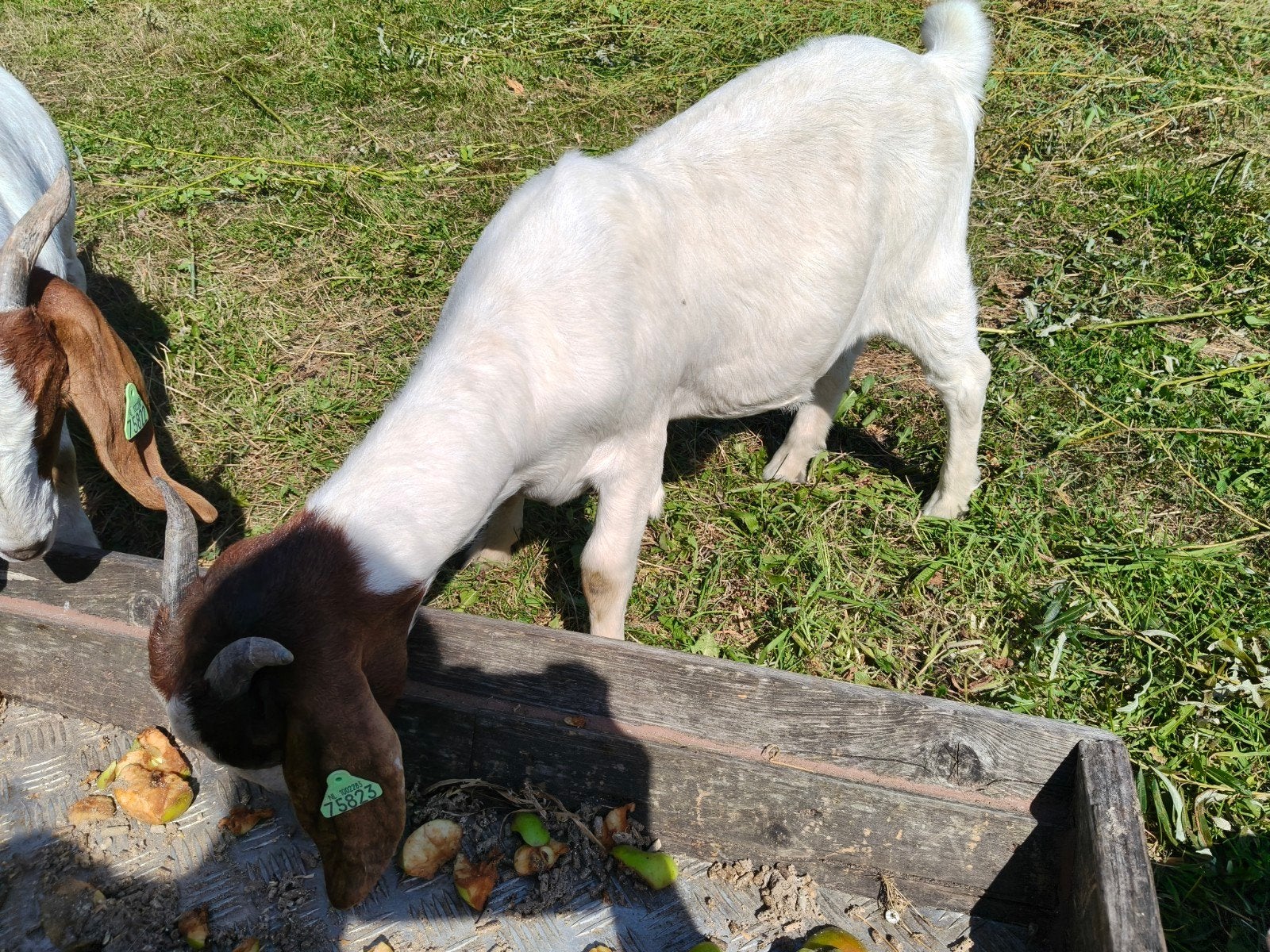 Lief boergeit ooitje van januari 2026
Geboren in januari 202, Dieren en Toebehoren, Vrouwelijk, Geit