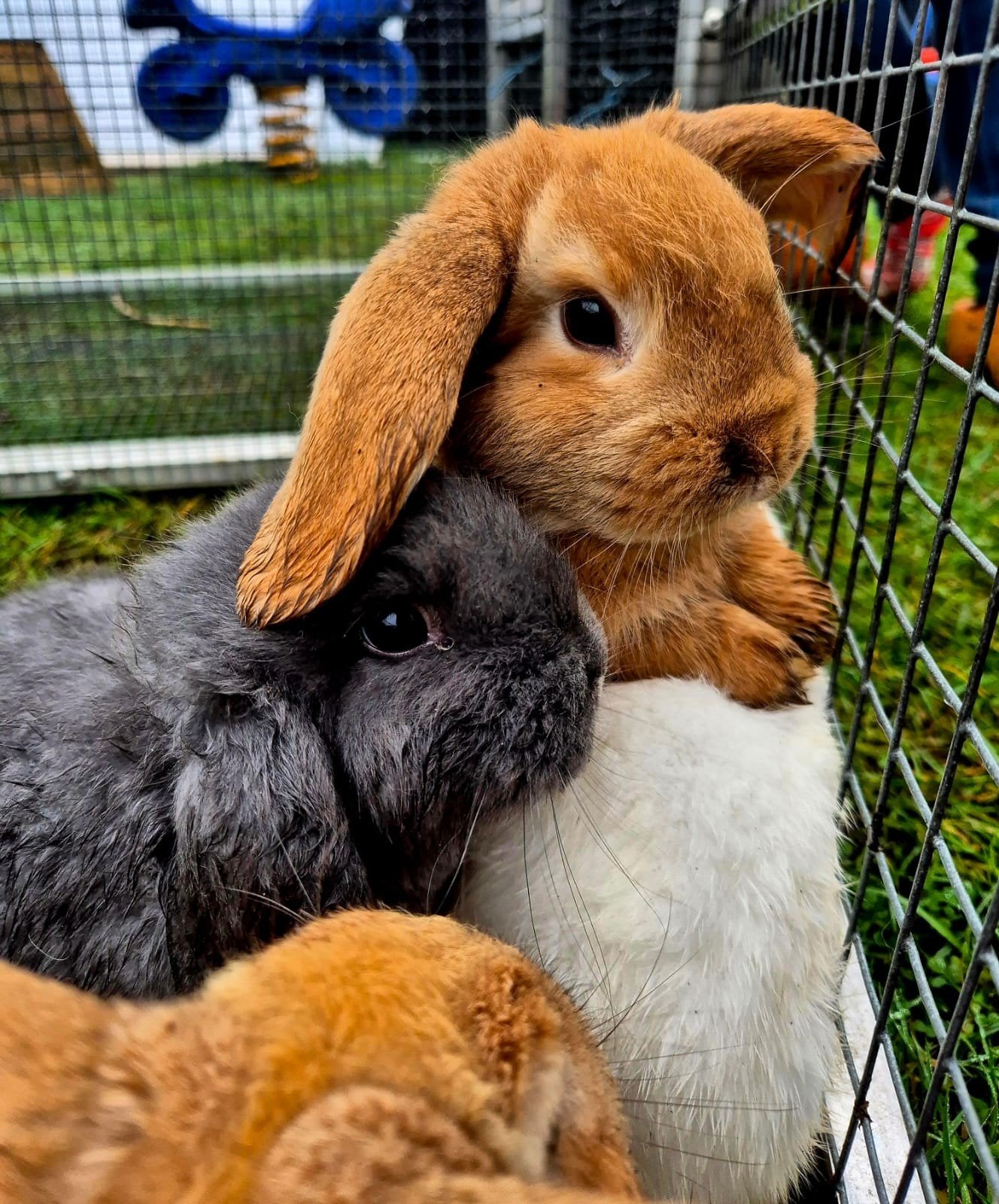 Te koop jonge nederlandse dwerg hangoor konijntjes, Dieren en Toebehoren, Konijnen, Meerdere dieren, Dwerg, Hangoor
