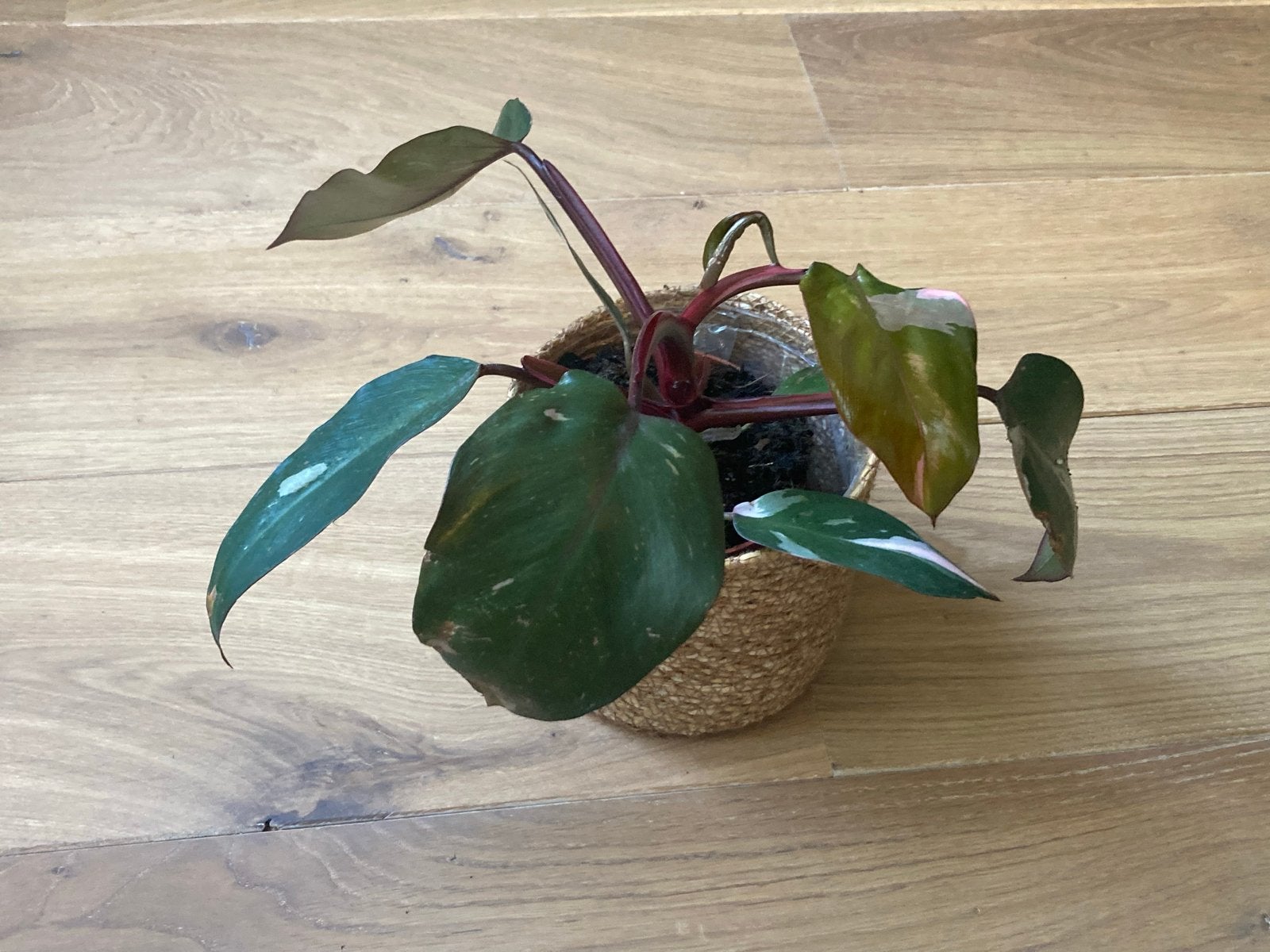 Philodendron Pink Princess - Intratuin, Vaste plant, Bloeit niet, Halfschaduw, Ophalen