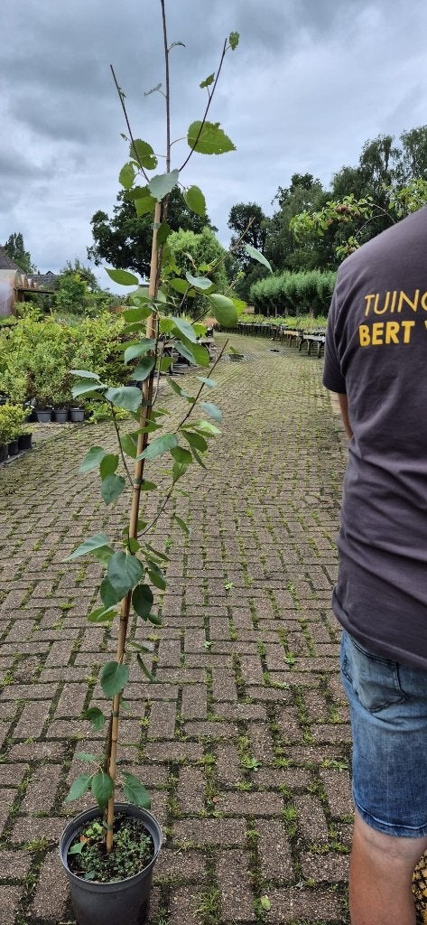TE KOOP Berk Betula 'Doornbos' en 'Fastigiata', Tuin en Terras, Planten | Bomen, Bloeit niet, Halfschaduw, Overige soorten, 100 tot 250 cm