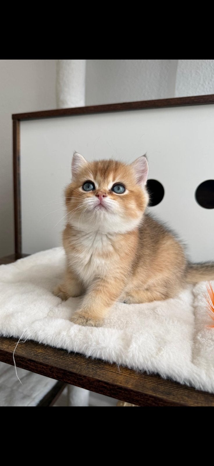 Britse korthaar kitten(golden Shell), Dieren en Toebehoren, Katten en Kittens | Raskatten | Korthaar, Meerdere dieren, Ontwormd