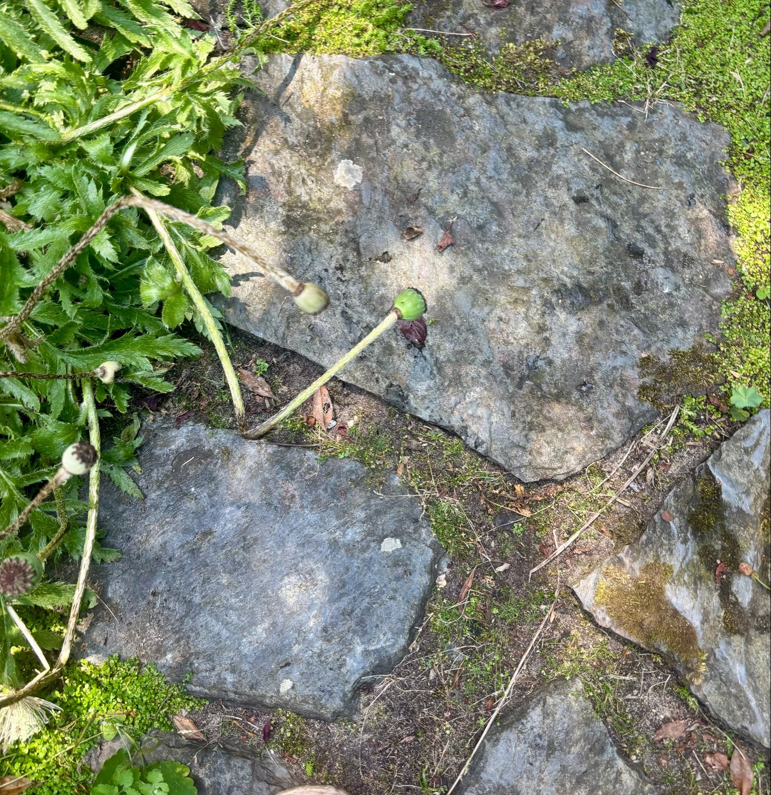 Gezocht: flagstones blauw of grijs, gebruikt., Tuin en Terras, Ophalen, Gebruikt, Natuursteen, Terrastegels
