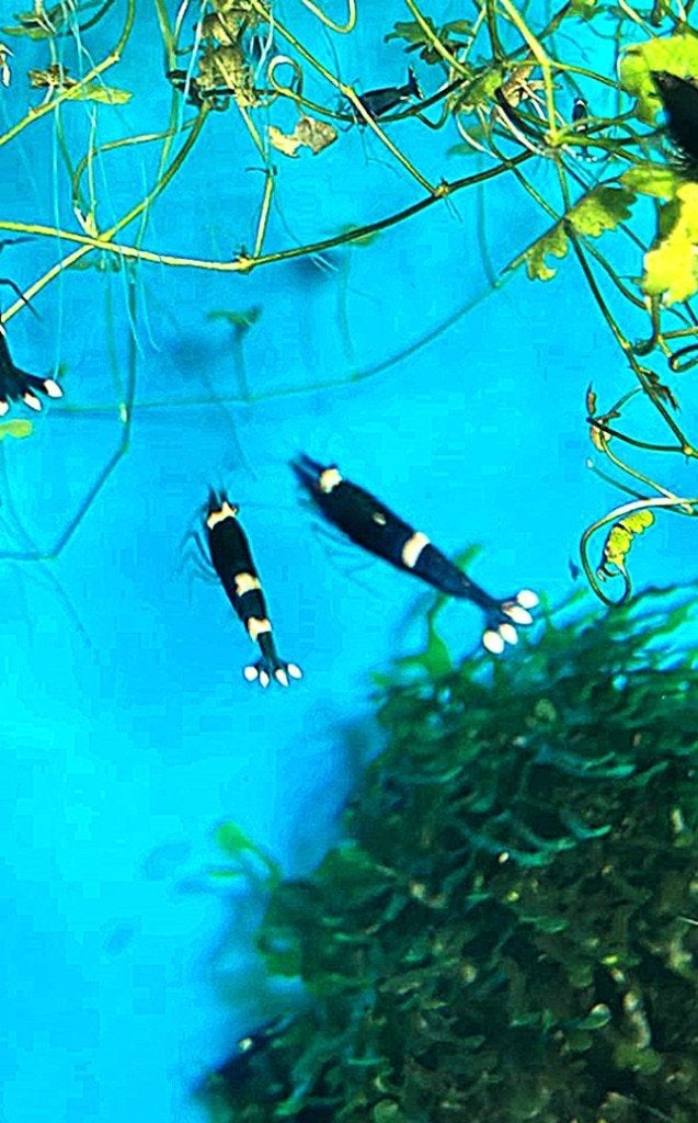 King Kong garnalen | Caridina, Kreeft, Krab of Garnaal, Zoetwatervis