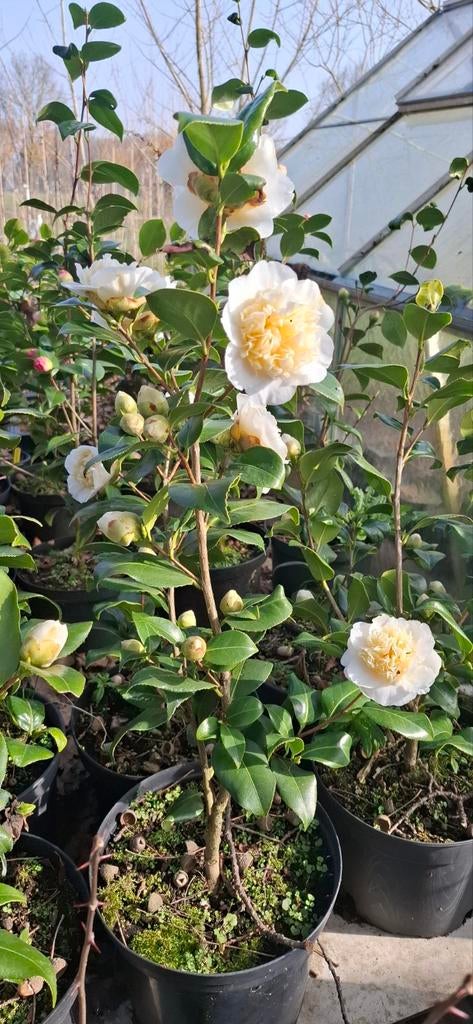 Camelia soorten, Ophalen, Overige soorten, Minder dan 100 cm