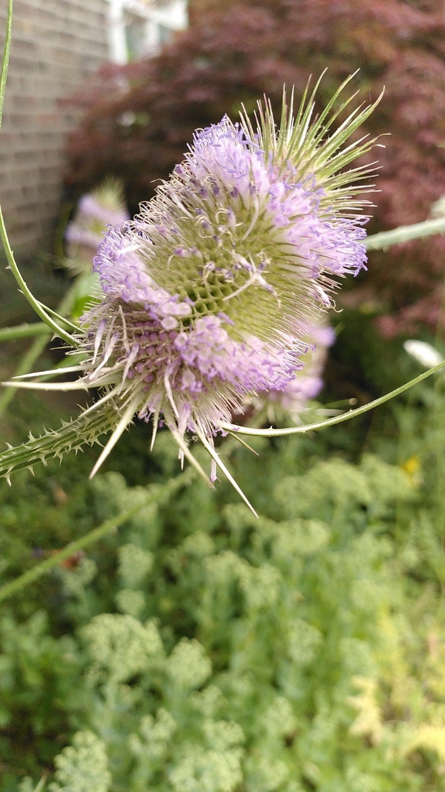Gevraagd: slangenkruid en andere planten, Tuin en Terras, Planten | Tuinplanten, Ophalen of Verzenden, Vaste plant, Overige soorten