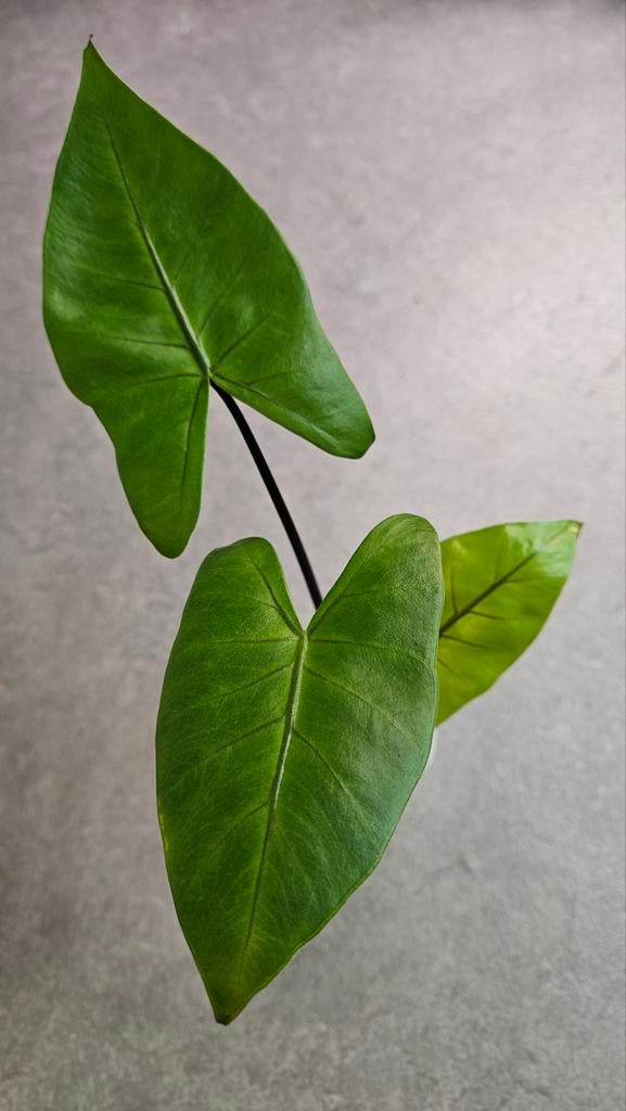 Alocasia Macrorrhiza Black Stem, Ophalen of Verzenden, Halfschaduw, Minder dan 100 cm