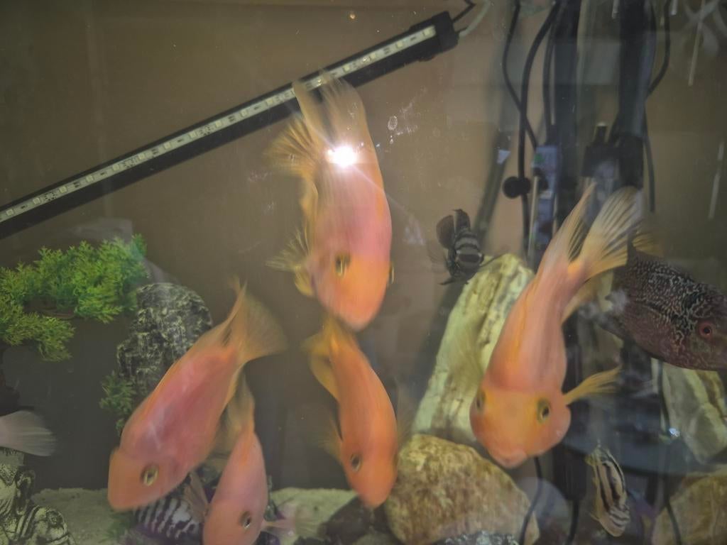 Papegaai Cicliden, Dieren en Toebehoren, Vissen | Aquariumvissen, Vis