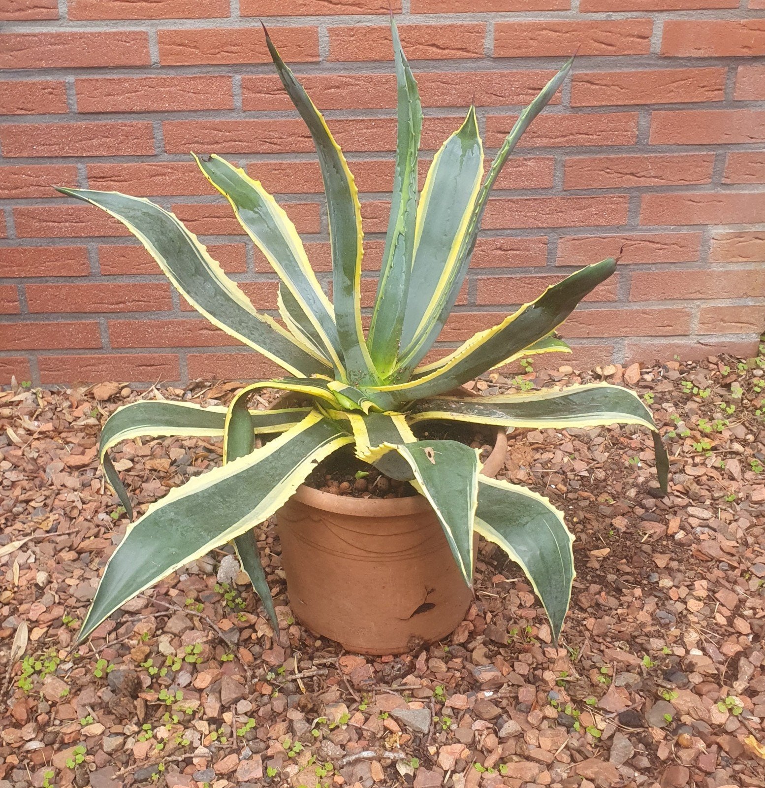 Agave americana, Tuin en Terras, Volle zon, Vaste plant, Bloeit niet, Ophalen