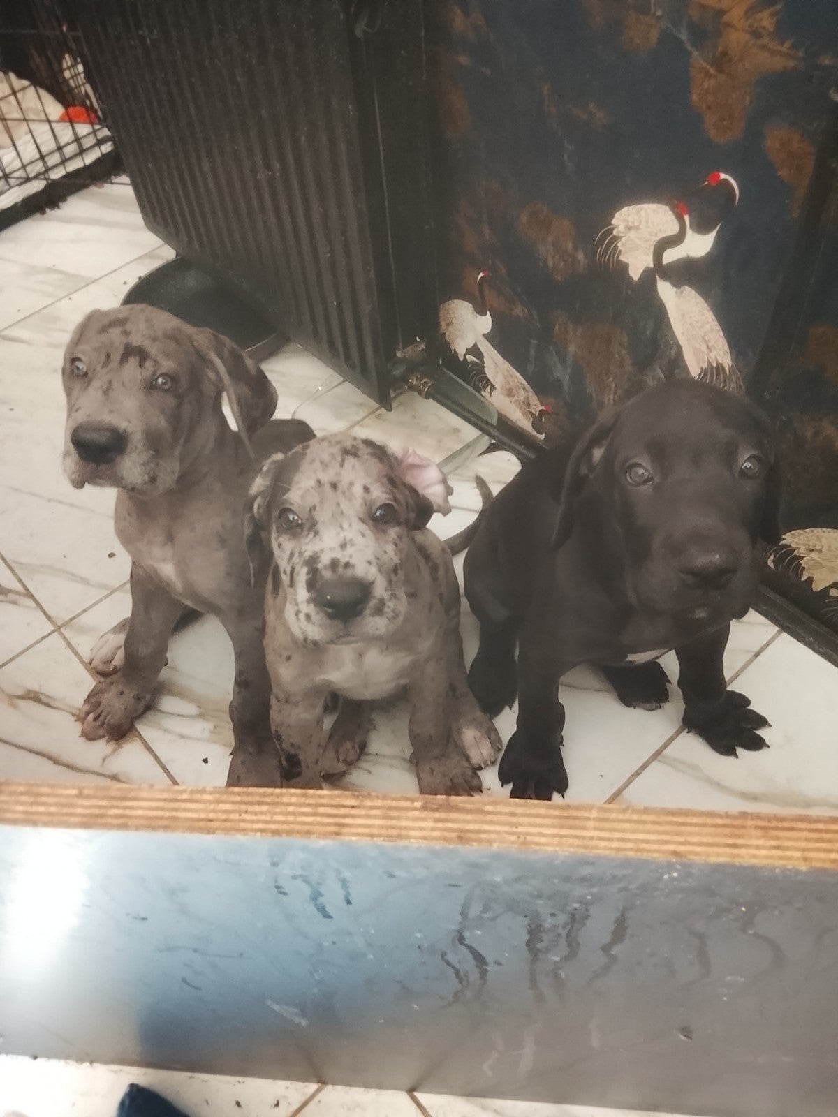 te koop mooie pups 90%Cane Corso, Dieren en Toebehoren, Honden | Bulldogs, Pinschers en Molossers, Overige rassen, 8 tot 15 weken