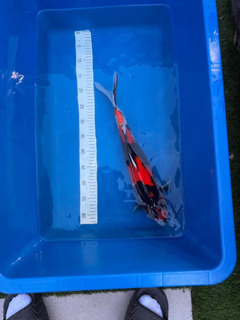 Showa, Karper of Koi